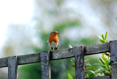 Bird perching on a fence