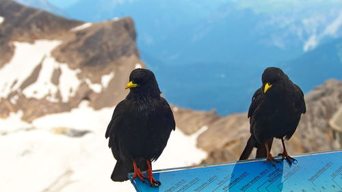 Birds perching on a mountain