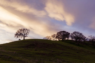 Trees on field against sky