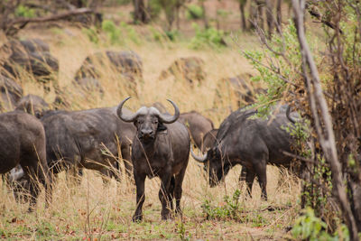 Water buffaloes on field against sky