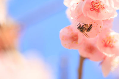 Close-up of pink cherry blossom