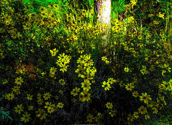 Full frame of yellow flowers growing in garden