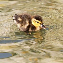 Close-up of duck swimming in lake