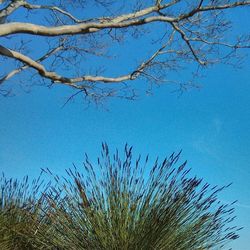 Low angle view of bare trees against blue sky