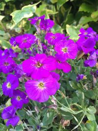 Close-up of flowers blooming outdoors