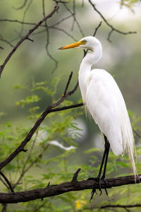 Bird perching on a tree
