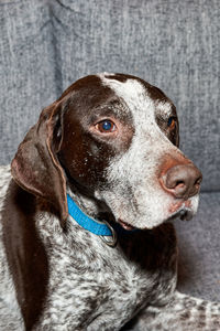 Close-up portrait of a dog looking away