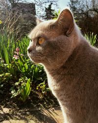 Close-up portrait of cat sitting on grass