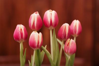 Close-up of pink flowers