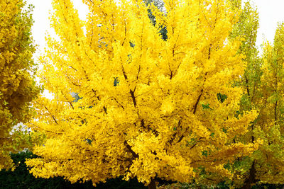 Close-up of yellow abstract background