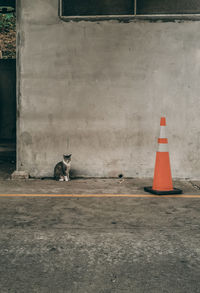 View of a cat on a wall