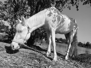 Horse standing in ranch