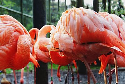 Close-up of bird