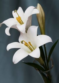 Close-up of white flowers