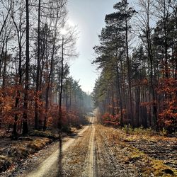 Road amidst trees in forest against sky during autumn