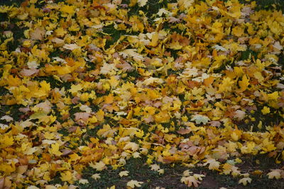 Full frame shot of autumn leaves