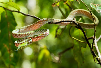 Close-up of green leaves on branch