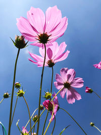 Close-up of pink cosmos flowers against sky