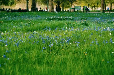 Plant growing on grassy field