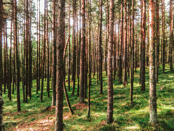 Trees in forest