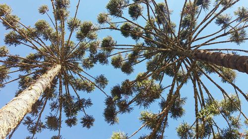 Low angle view of trees against sky