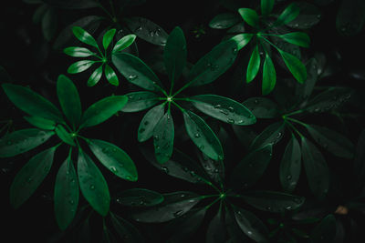 Close-up of wet leaves at night