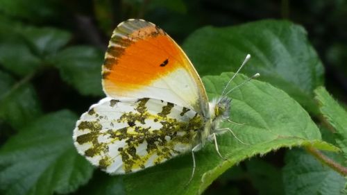 Close-up of butterfly on leaf