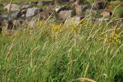 Close-up of fresh green field