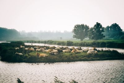 Cows in the morning mist