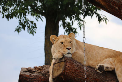 Cat sitting on a tree