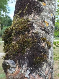 Close-up of lichen on tree trunk