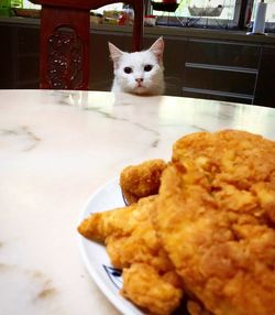 Portrait of cat in plate on table