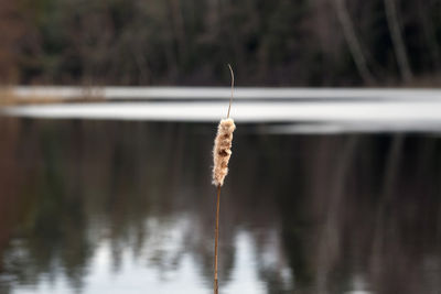 Close-up of plant against blurred lake