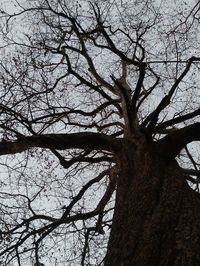 Low angle view of bare tree against sky