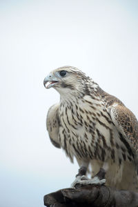 Close-up of a bird