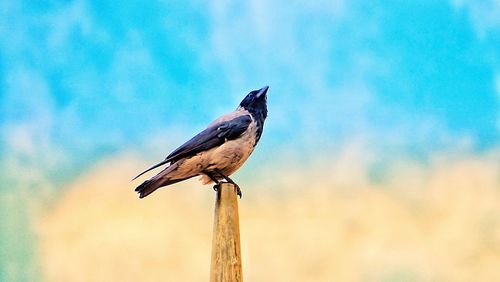 Close-up of bird perching on wooden post