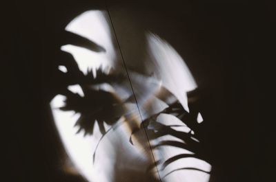 Close-up of woman against black background