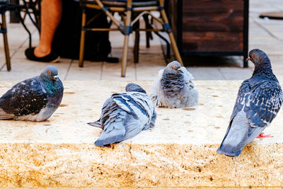 Close-up of pigeons perching