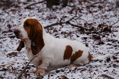 Close-up of dog