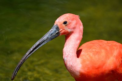 Close-up of scarlet ibis on field