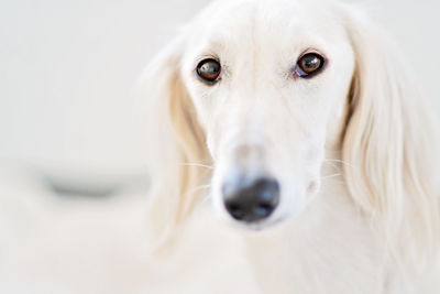 Close-up portrait of white dog