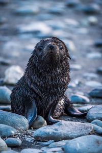 Antarctic fur seal pup looking at camera