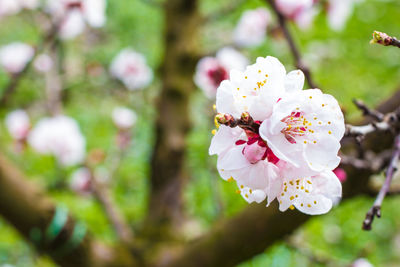 Close-up of pink flowers