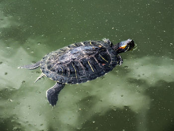 High angle view of turtle in water
