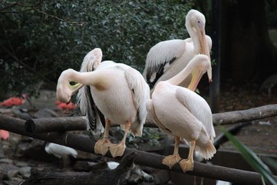 Pelicans perching on railing in zoo