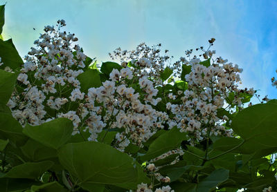 Low angle view of white flowers blooming on tree