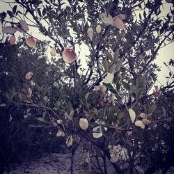 Close-up of leaves on tree