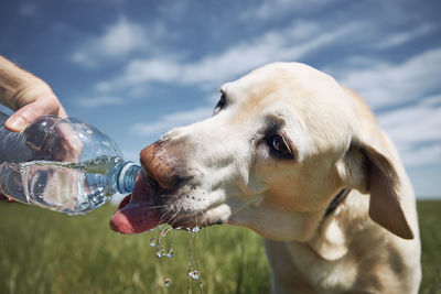 Close-up of a dog drinking water