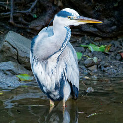 High angle view of gray heron perching on lake