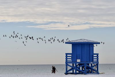 Birds flying over beach